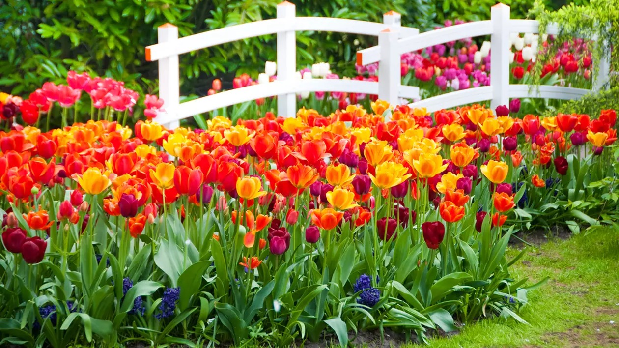 Cum îngrijești bulbii de lalele după ce florile s-au scuturat