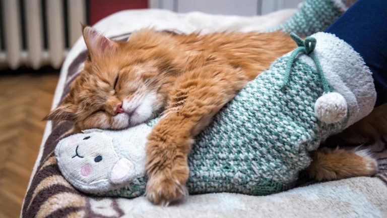De ce pisicile aleg să doarmă la picioarele tale. Explicația științifică surprinzătoare