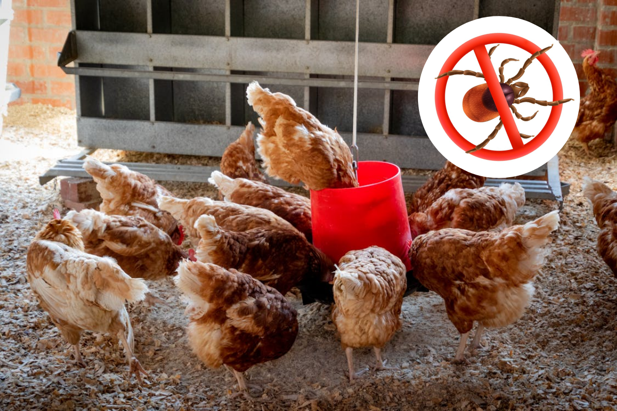 Tratamente naturale împotriva păduchilor la găini