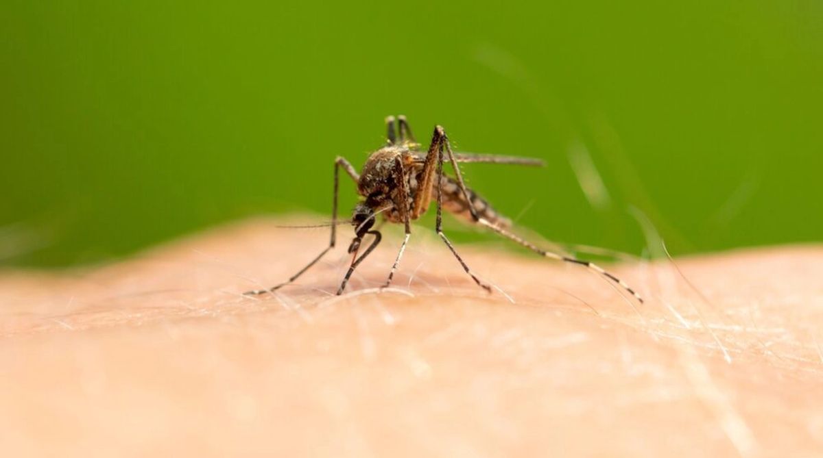 Soluții naturale pentru insecte