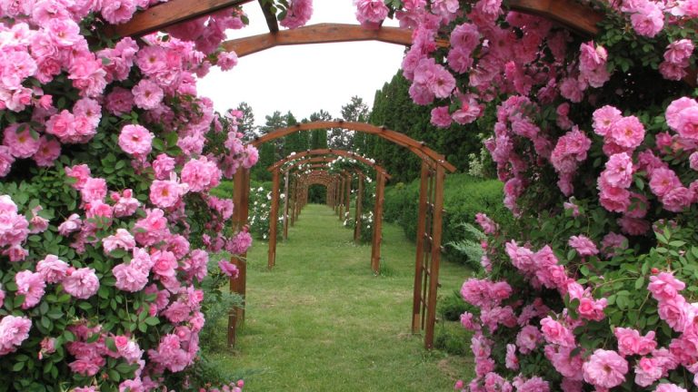 Grădina botanică a trandafirilor: peste 800 de soiuri și o creație rară românească din anii ’70