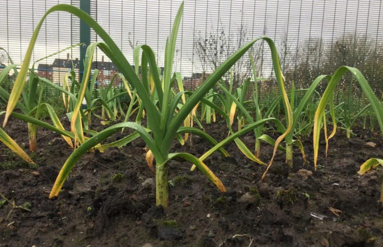 Îngrijirea usturoiului în luna iunie: Ce faci când frunzele se îngălbenesc