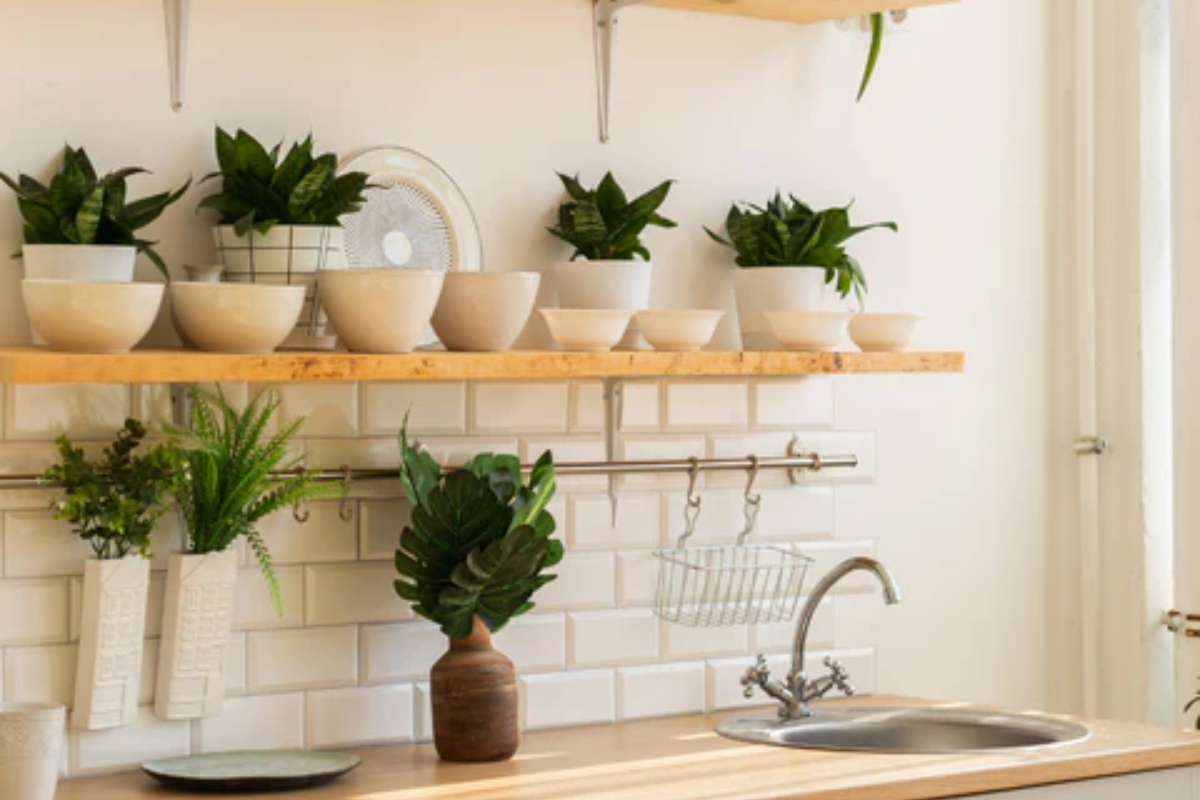 Plante de apartament