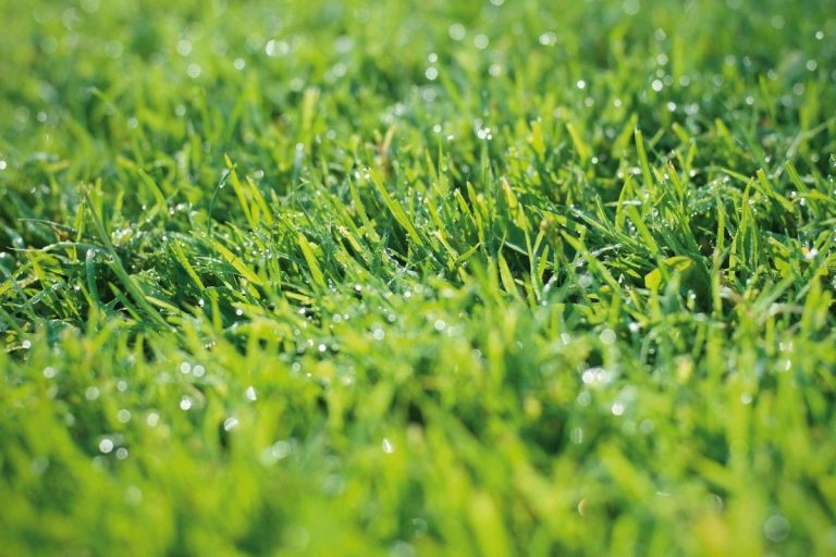 5 metode simple pentru a menține gazonul verde în timpul valurilor de căldură extremă