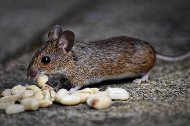 Cum să scapi natural de șoareci și șobolani cu un truc simplu din bucătărie