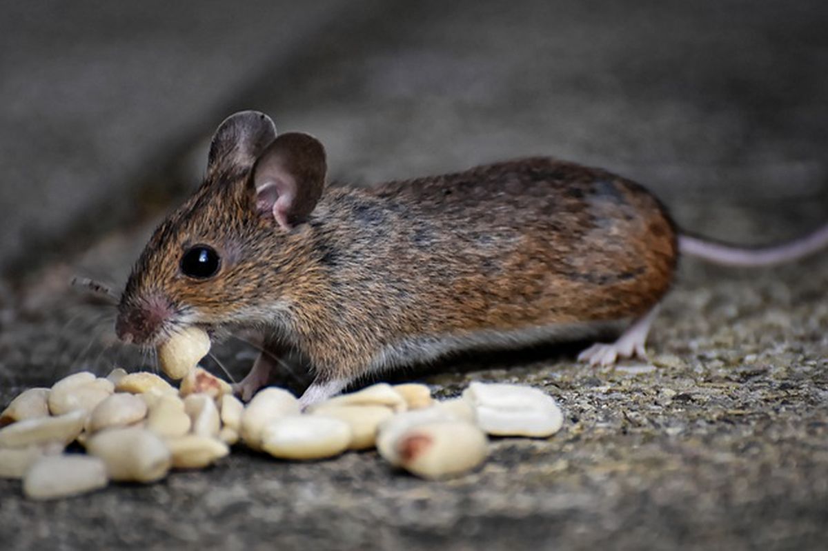 Cum scăpăm de rozătoare