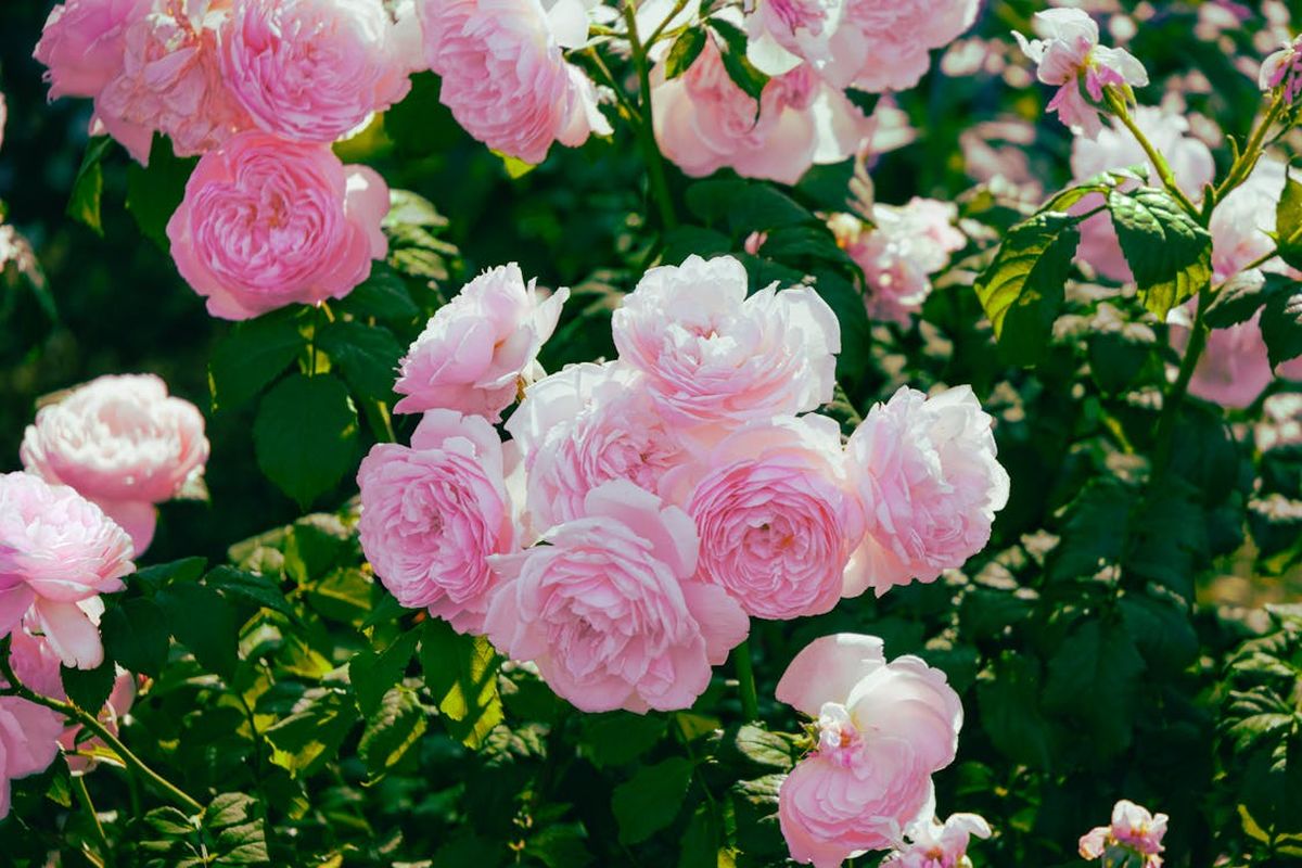 Îngrijire trandafiri