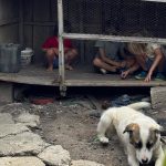 Adela Popescu și Radu Vâlcan